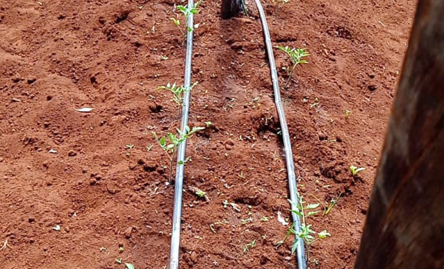 Governo promove qualidade de vida e renda para pequenos produtores - Foto: Divulgação IDR-Paraná