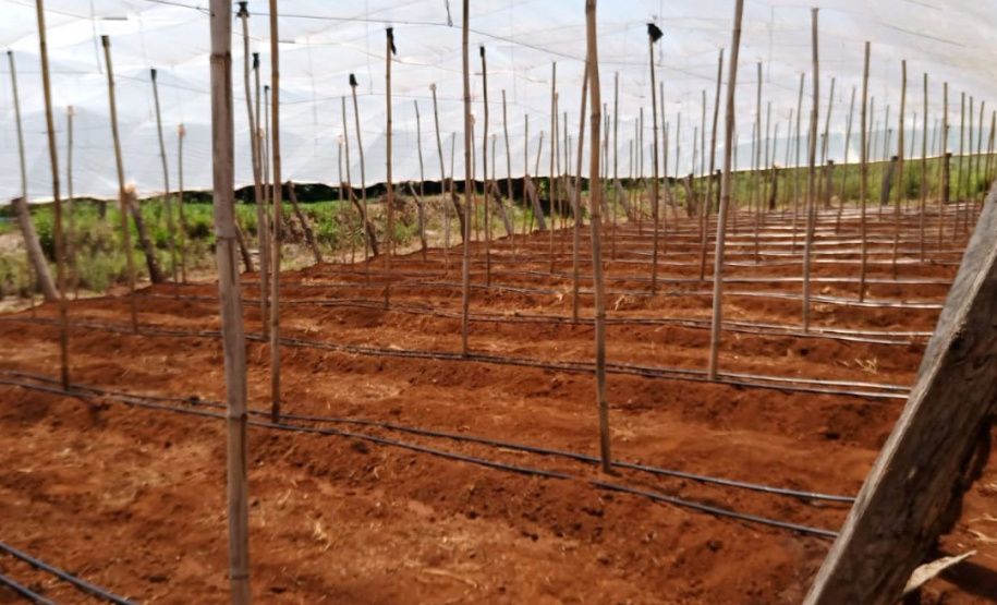 Governo promove qualidade de vida e renda para pequenos produtores - Foto: Divulgação IDR-Paraná