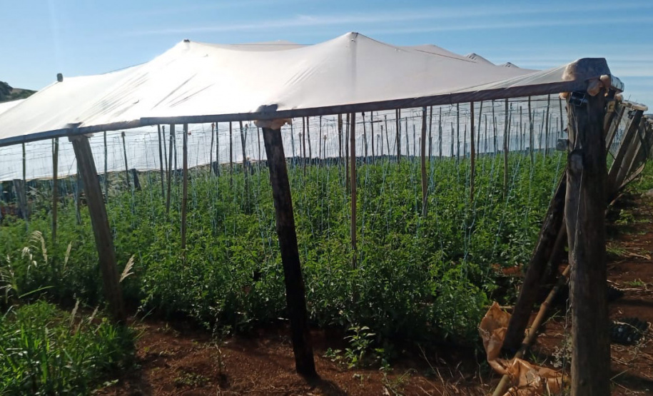 Governo promove qualidade de vida e renda para pequenos produtores - Foto: Divulgação IDR-Paraná