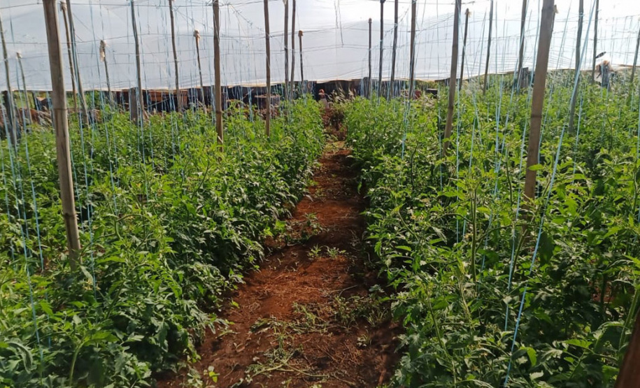 Governo promove qualidade de vida e renda para pequenos produtores - Foto: Divulgação IDR-Paraná