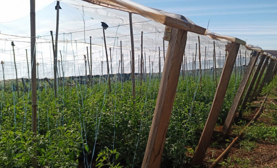 Governo promove qualidade de vida e renda para pequenos produtores - Foto: Divulgação IDR-Paraná