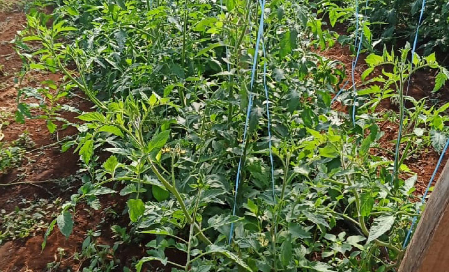 Governo promove qualidade de vida e renda para pequenos produtores - Foto: Divulgação IDR-Paraná