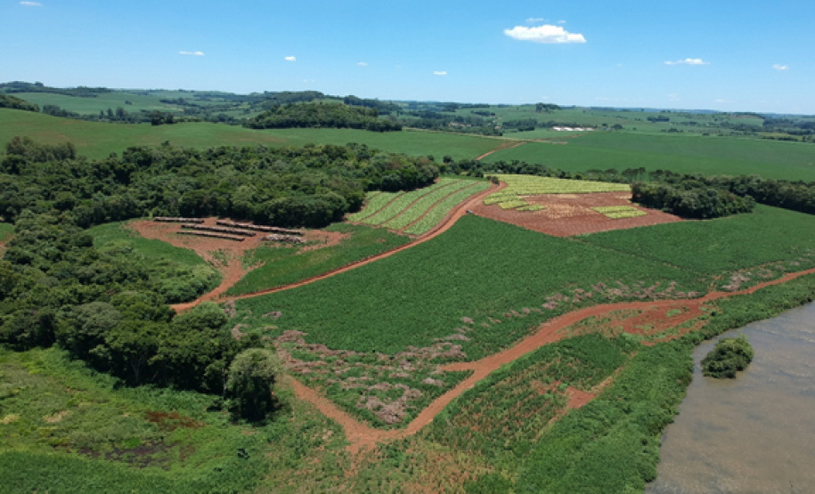 Área de plantio na APP do rio Chopim.Foto: Copel