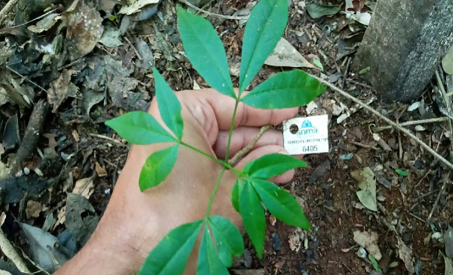 Plântula da espécie ameaçada de extinção Balfourodendron riedelianum (pau-marfim).
Foto: Copel
