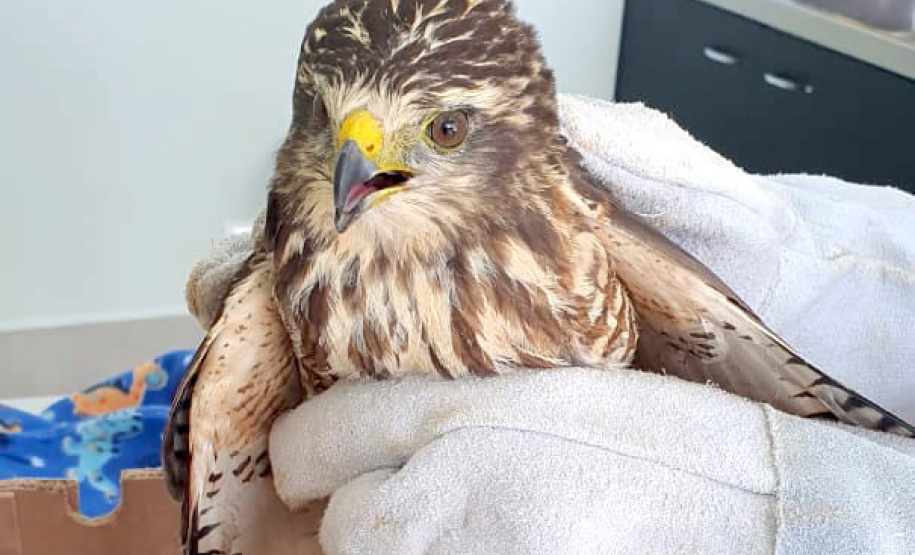 Um gavião resgatado pelo Escritório Regional de Cascavel do Instituto Água e Terra (IAT), nesta semana, ganha atendimento no novo Centro de Apoio de Fauna Silvestre (CAFS), dentro da Clínica Veterinária da Univel. - 08/04/2021 -  Foto: Divulgação IAT