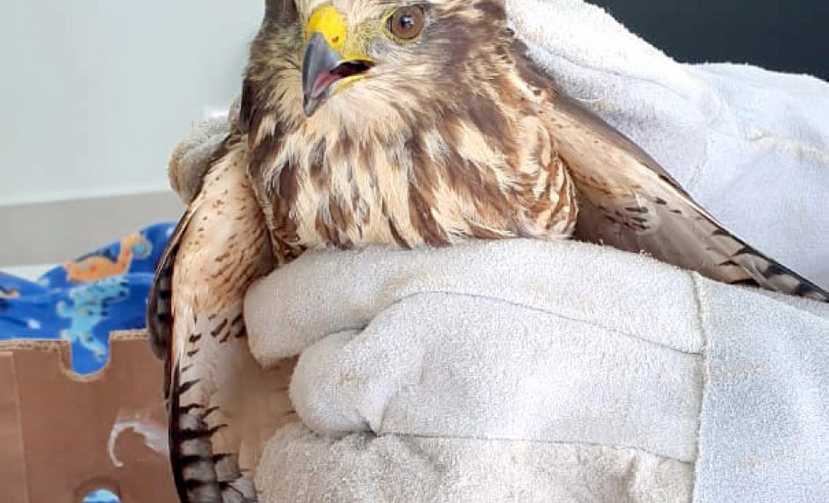 Um gavião resgatado pelo Escritório Regional de Cascavel do Instituto Água e Terra (IAT), nesta semana, ganha atendimento no novo Centro de Apoio de Fauna Silvestre (CAFS), dentro da Clínica Veterinária da Univel. - 08/04/2021 -  Foto: Divulgação IAT