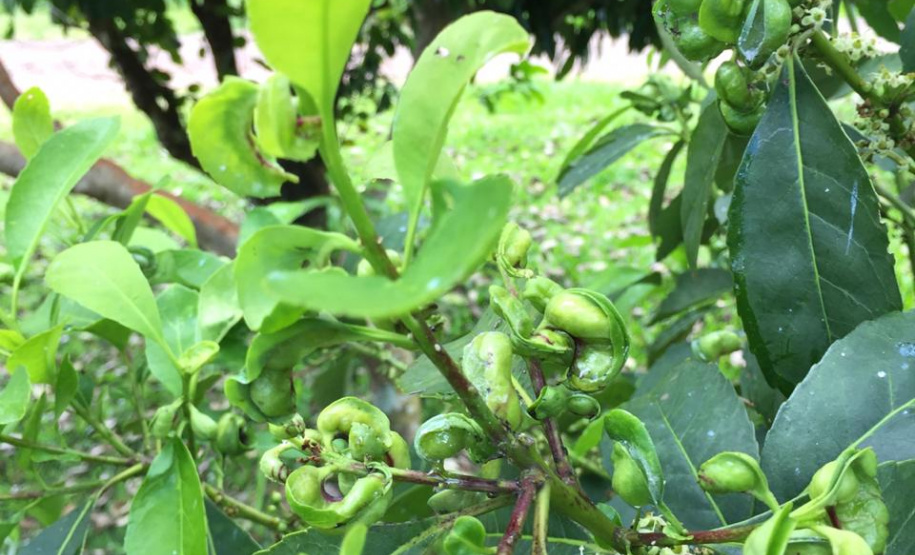 Pesquisa da Unioeste sobre a erva-mate recebe aporte financeiro de emenda parlamentar. Foto:SETI