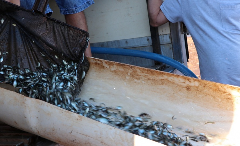 Paraná tem novas normas para repovoamento de peixes. Foto: SEDEST