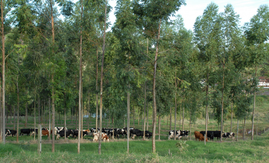 O agronegócio brasileiro vem se comprometendo cada vez mais com a adoção de práticas que poupam os recursos naturais e diminuem a emissão de carbono para a atmosfera. Essa é a conclusão do artigo Desenvolvimento da agricultura de baixo carbono no Brasil, publicado pelo Instituto de Pesquisa Econômica Aplicada (Ipea), órgão vinculado ao Ministério da Economia.  -  Foto: Divulgação IAPAR