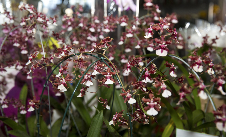 A Ceasa Curitiba está intensificando os cuidados na circulação em seu mercado atacadista tanto de hortigranjeiros, como para a comercialização de flores e plantas ornamentais. - Curitiba, 16/04/2021  -  Foto: CEASA/PR
