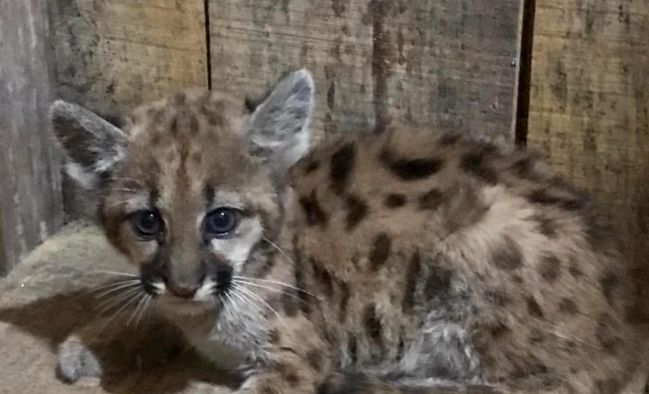 O Instituto Água e Terra (IAT) recebeu solicitação para ajudar no atendimento a um filhote de onça-parda, encontrado sem a mãe e em situação de risco na margem do rio Chopim, no município de São Jorge do Oeste, na última semana. - 19/04/2021  -  Foto: Usina Hidrelétrica Paranhos.
