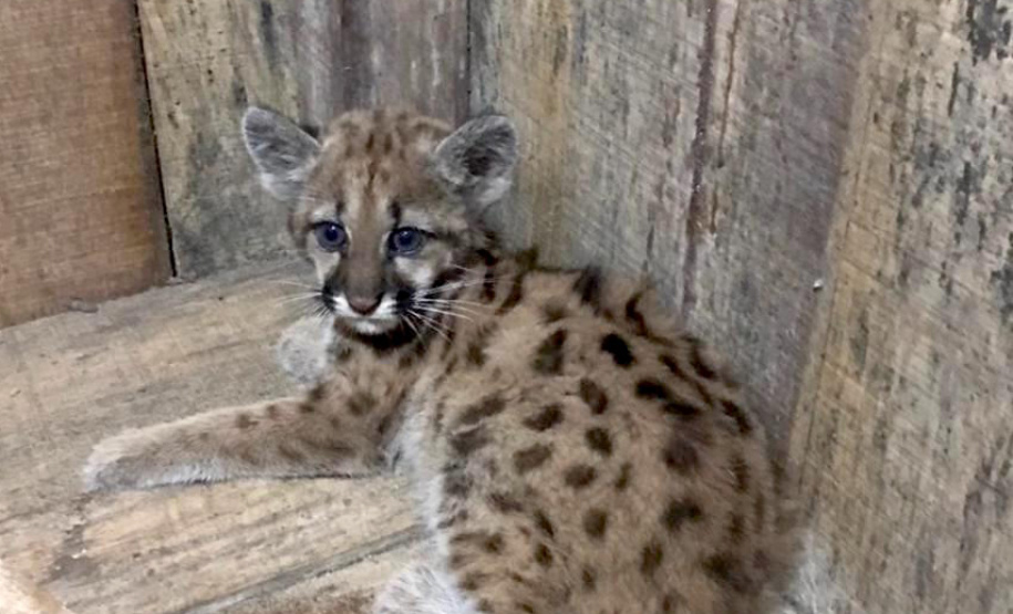 O Instituto Água e Terra (IAT) recebeu solicitação para ajudar no atendimento a um filhote de onça-parda, encontrado sem a mãe e em situação de risco na margem do rio Chopim, no município de São Jorge do Oeste, na última semana. - 19/04/2021  -  Foto: Usina Hidrelétrica Paranhos.