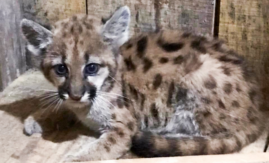 O Instituto Água e Terra (IAT) recebeu solicitação para ajudar no atendimento a um filhote de onça-parda, encontrado sem a mãe e em situação de risco na margem do rio Chopim, no município de São Jorge do Oeste, na última semana. - 19/04/2021  -  Foto: Usina Hidrelétrica Paranhos.
