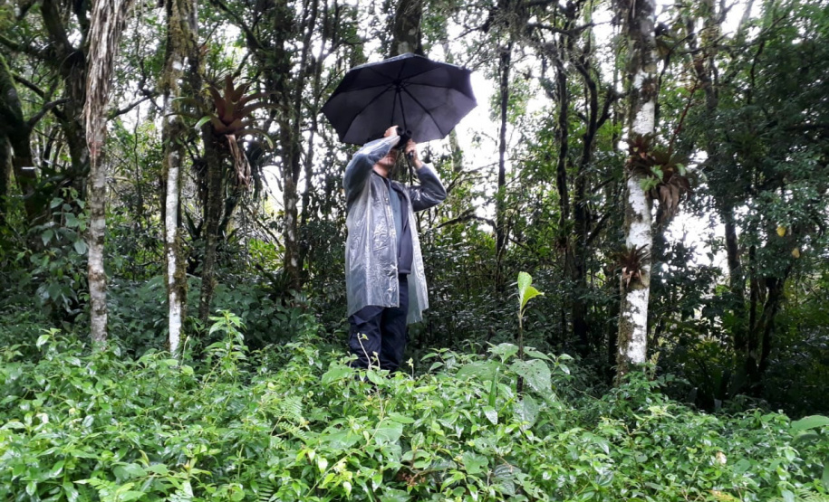 Teve início, nesta semana, a segunda fase do diagnóstico da fauna ao longo do traçado por onde vai passar a malha ferroviária da Nova Ferroeste.  -  Foto: Fundação Instituto de Pesquisa Econômica