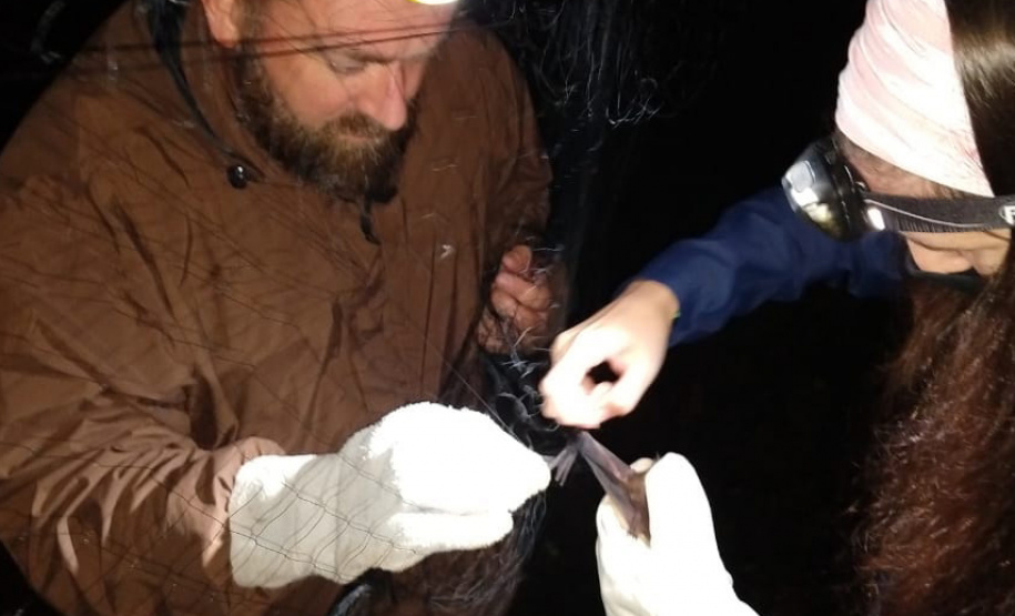 Teve início, nesta semana, a segunda fase do diagnóstico da fauna ao longo do traçado por onde vai passar a malha ferroviária da Nova Ferroeste.  -  Foto: Fundação Instituto de Pesquisa Econômica