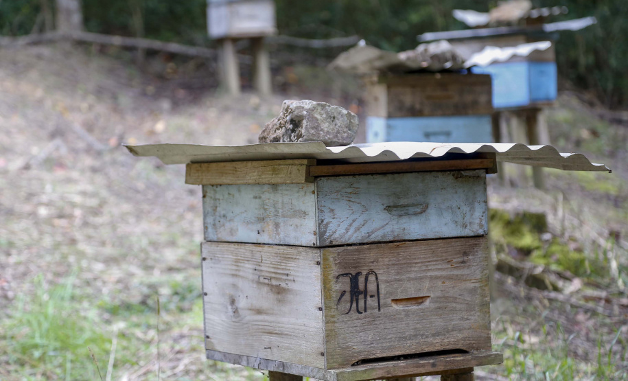 Produção de mel.
Ortigueira - Pr
Foto: Gilson Abreu/AEN