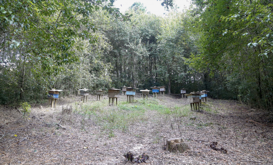 Produção de mel.
Ortigueira - Pr
Foto: Gilson Abreu/AEN