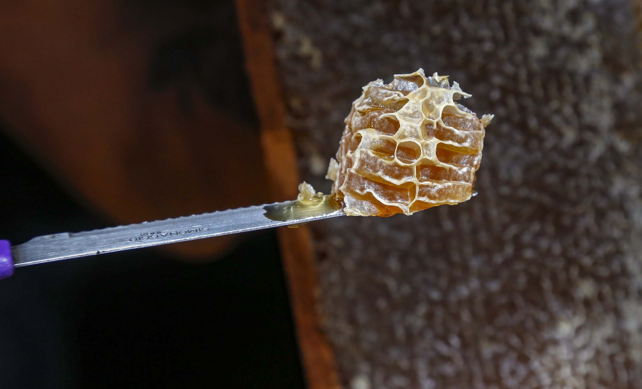 Produção de mel.
Ortigueira - Pr
Foto: Gilson Abreu/AEN