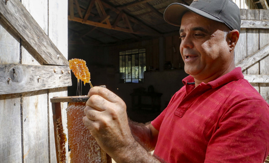 Produção de mel.
Ortigueira - Pr
Foto: Gilson Abreu/AEN