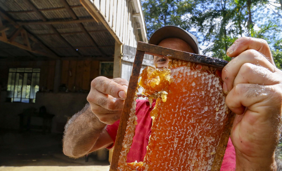 Produção de mel.
Ortigueira - Pr
Foto: Gilson Abreu/AEN