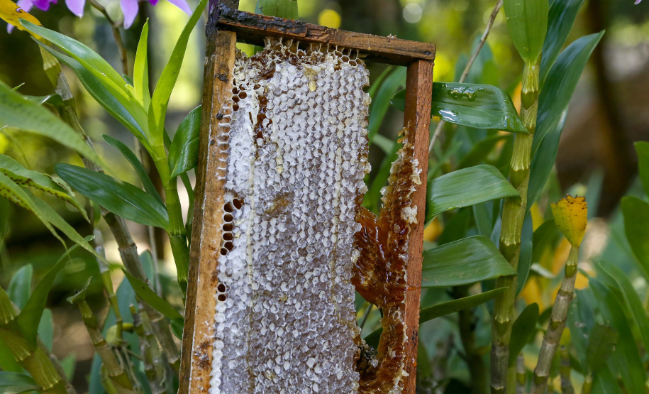 Produção de mel.
Ortigueira - Pr
Foto: Gilson Abreu/AEN