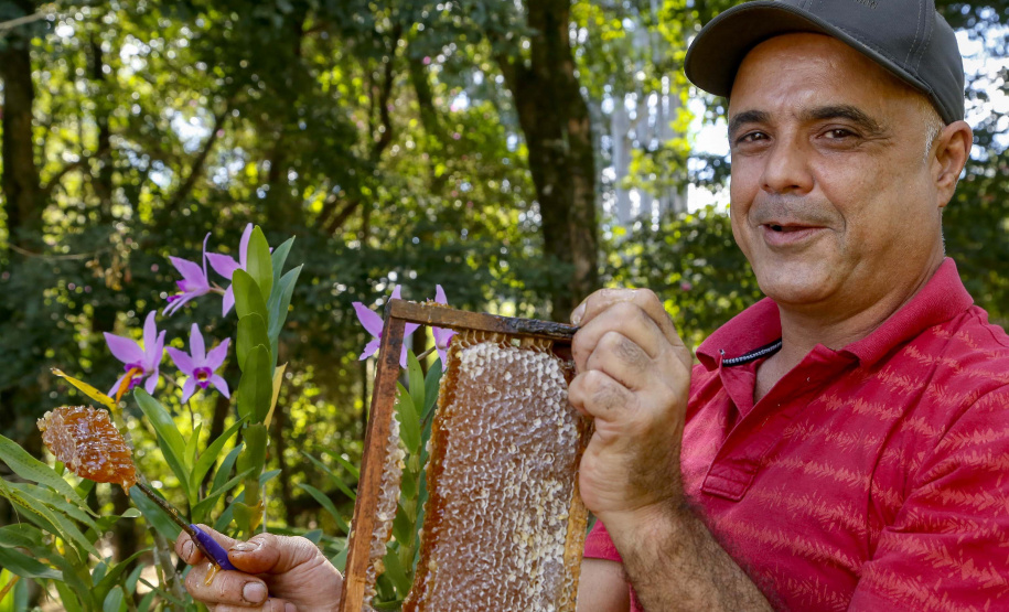 Produção de mel.
Ortigueira - Pr
Foto: Gilson Abreu/AEN