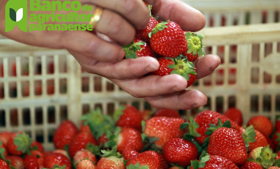 Banco do Agricultor Paranaense marca nova aposta do Estado no agronegócio. Foto: Gilson Abreu/AEN