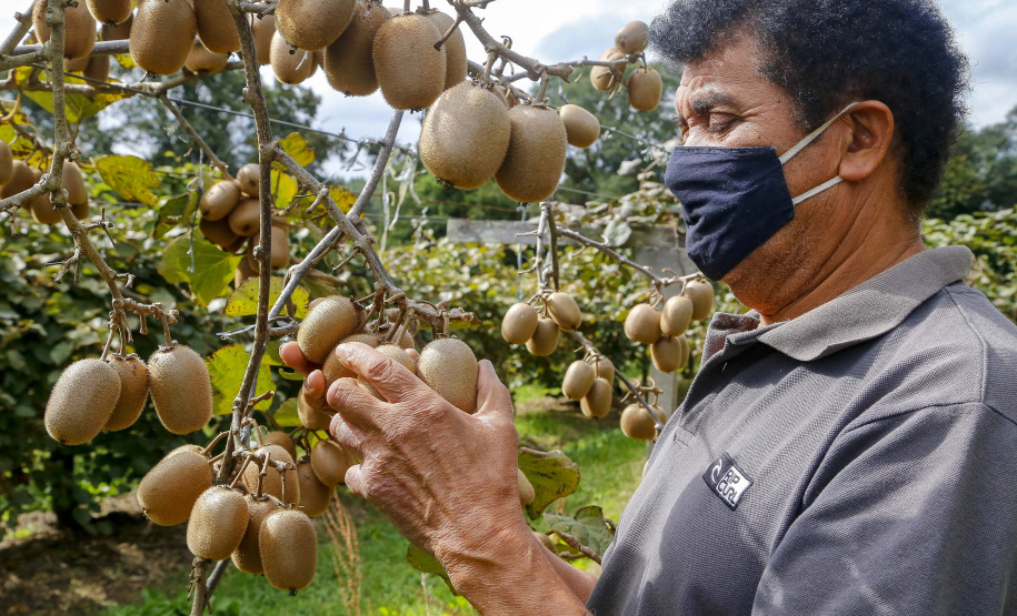 Plantação de kiwi.
Antonio Olinto-Pr
Foto: Gilson Abreu/AEN