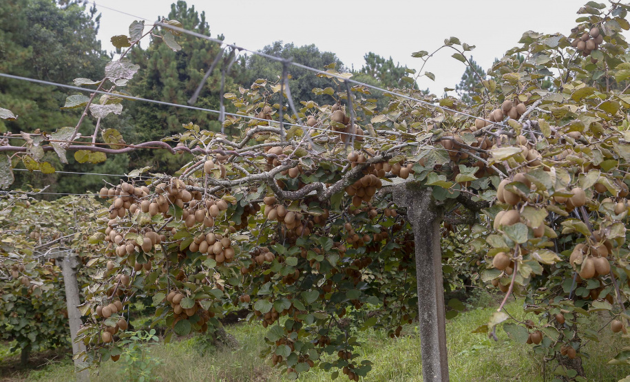Plantação de kiwi.
Antonio Olinto-Pr
Foto: Gilson Abreu/AEN