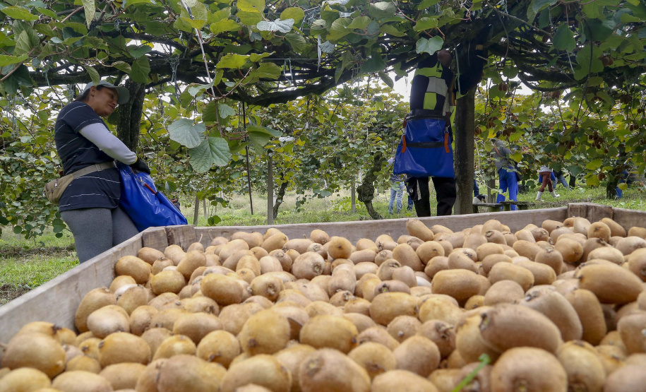 Plantação de kiwi.
Antonio Olinto-Pr
Foto: Gilson Abreu/AEN