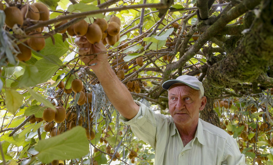 Plantação de kiwi.
Antonio Olinto-Pr
Foto: Gilson Abreu/AEN