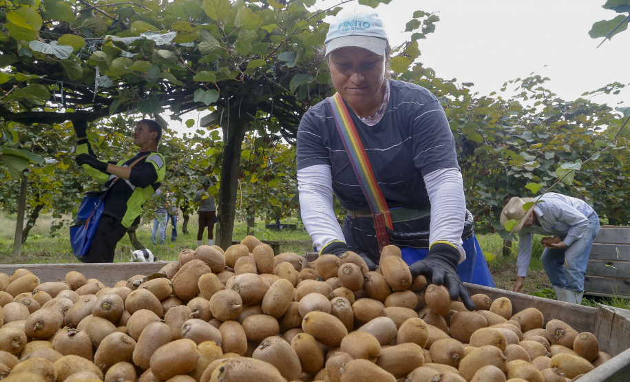 Plantação de kiwi.
Antonio Olinto-Pr
Foto: Gilson Abreu/AEN