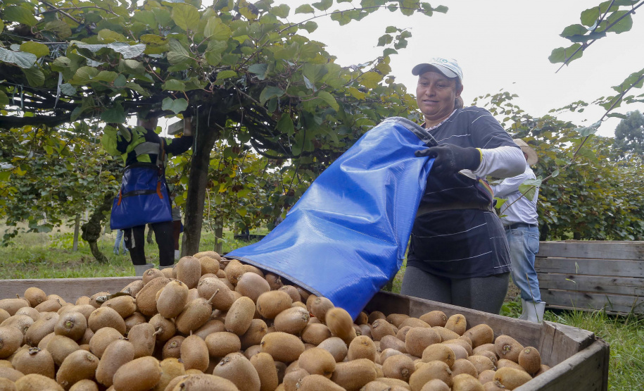 Plantação de kiwi.
Antonio Olinto-Pr
Foto: Gilson Abreu/AEN