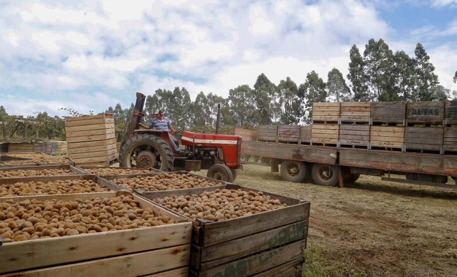 Plantação de kiwi.
Antonio Olinto-Pr
Foto: Gilson Abreu/AEN