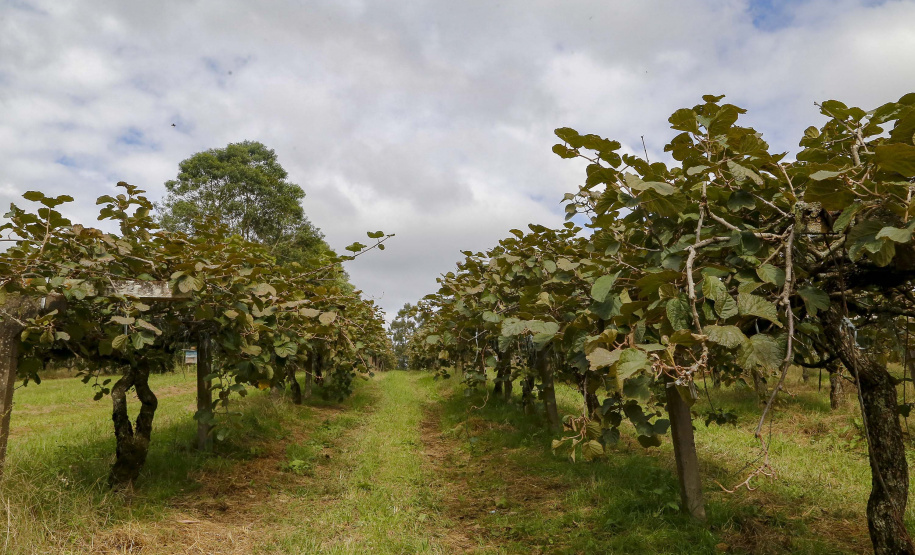 Plantação de kiwi.
Antonio Olinto-Pr
Foto: Gilson Abreu/AEN