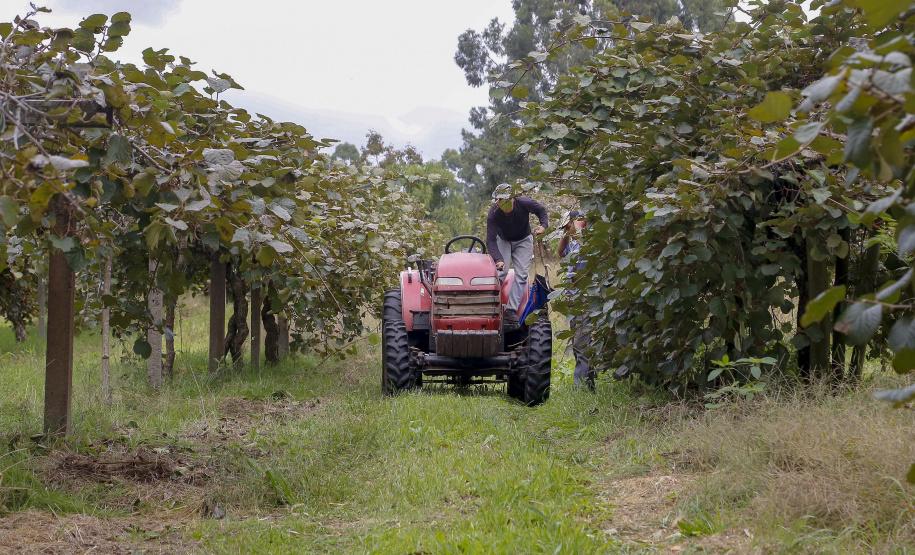 Plantação de kiwi.
Antonio Olinto-Pr
Foto: Gilson Abreu/AEN