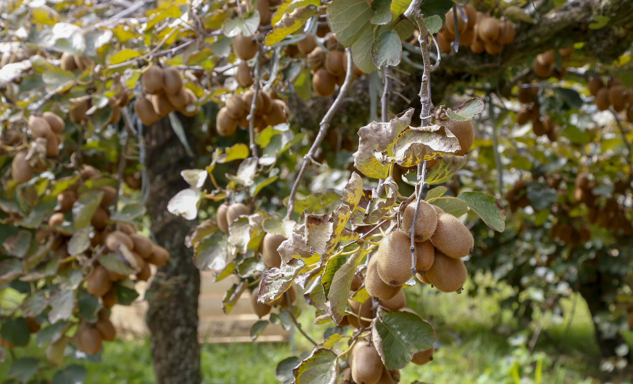 Plantação de kiwi.
Antonio Olinto-Pr
Foto: Gilson Abreu/AEN