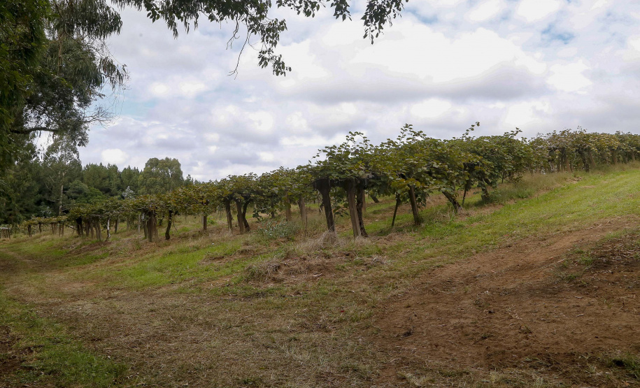 Plantação de kiwi.
Antonio Olinto-Pr
Foto: Gilson Abreu/AEN