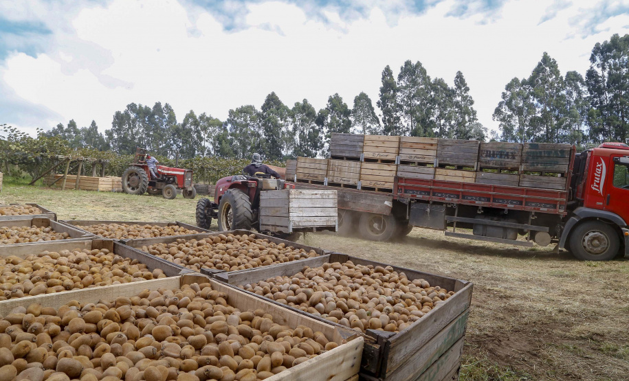 Plantação de kiwi.
Antonio Olinto-Pr
Foto: Gilson Abreu/AEN
