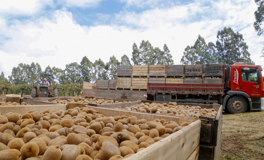 Plantação de kiwi.
Antonio Olinto-Pr
Foto: Gilson Abreu/AEN