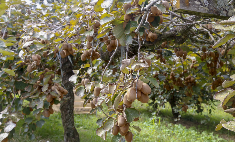 Plantação de kiwi.
Antonio Olinto-Pr
Foto: Gilson Abreu/AEN