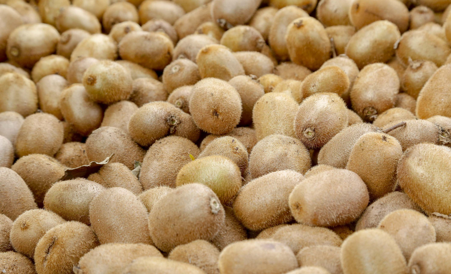 Plantação de kiwi.
Antonio Olinto-Pr
Foto: Gilson Abreu/AEN