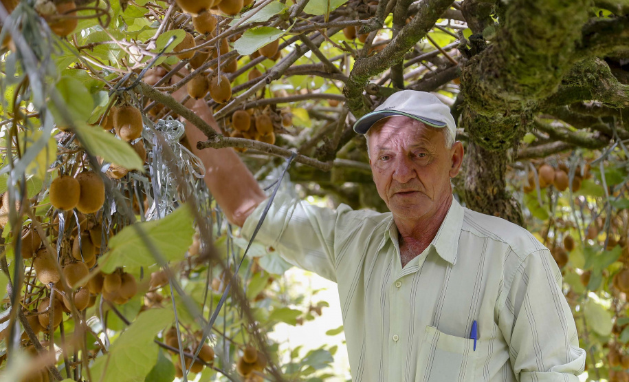 Plantação de kiwi.
Antonio Olinto-Pr
Foto: Gilson Abreu/AEN