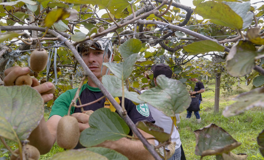 Plantação de kiwi.
Antonio Olinto-Pr
Foto: Gilson Abreu/AEN