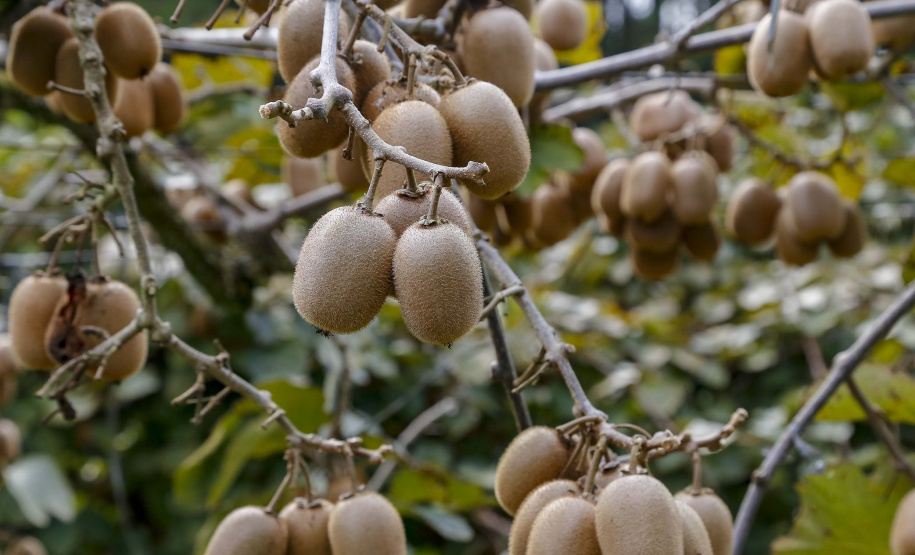 Plantação de kiwi.
Antonio Olinto-Pr
Foto: Gilson Abreu/AEN
