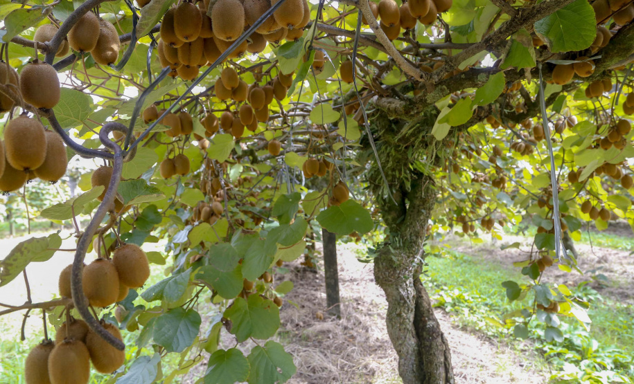 Plantação de kiwi.
Antonio Olinto-Pr
Foto: Gilson Abreu/AEN
