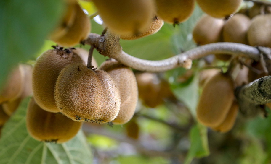 Plantação de kiwi.
Antonio Olinto-Pr
Foto: Gilson Abreu/AEN