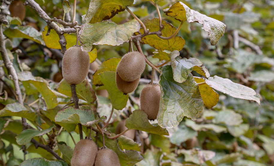 Plantação de kiwi.
Antonio Olinto-Pr
Foto: Gilson Abreu/AEN