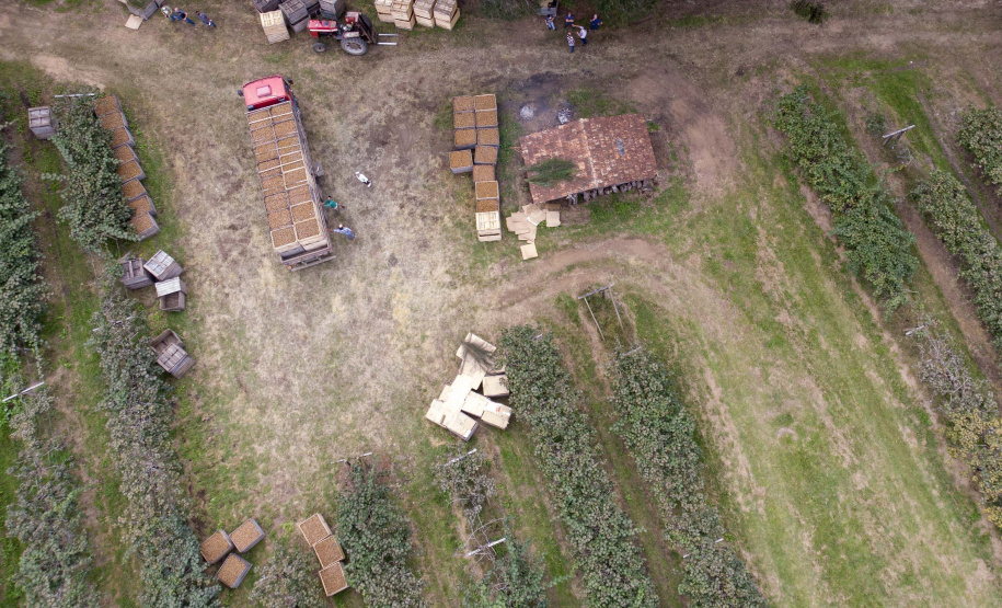 Plantação de kiwi.
Antonio Olinto-Pr
Foto: Gilson Abreu/AEN