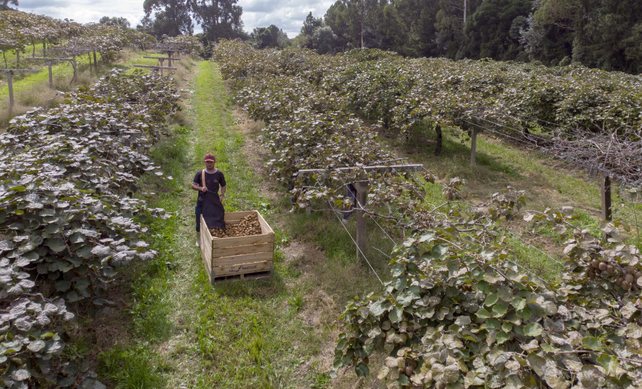Plantação de kiwi.
Antonio Olinto-Pr
Foto: Gilson Abreu/AEN